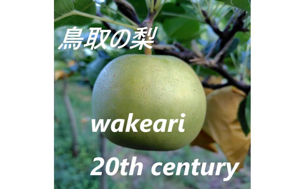 訳あり 二十世紀梨 5kg【まえた農園】 312011_BK004