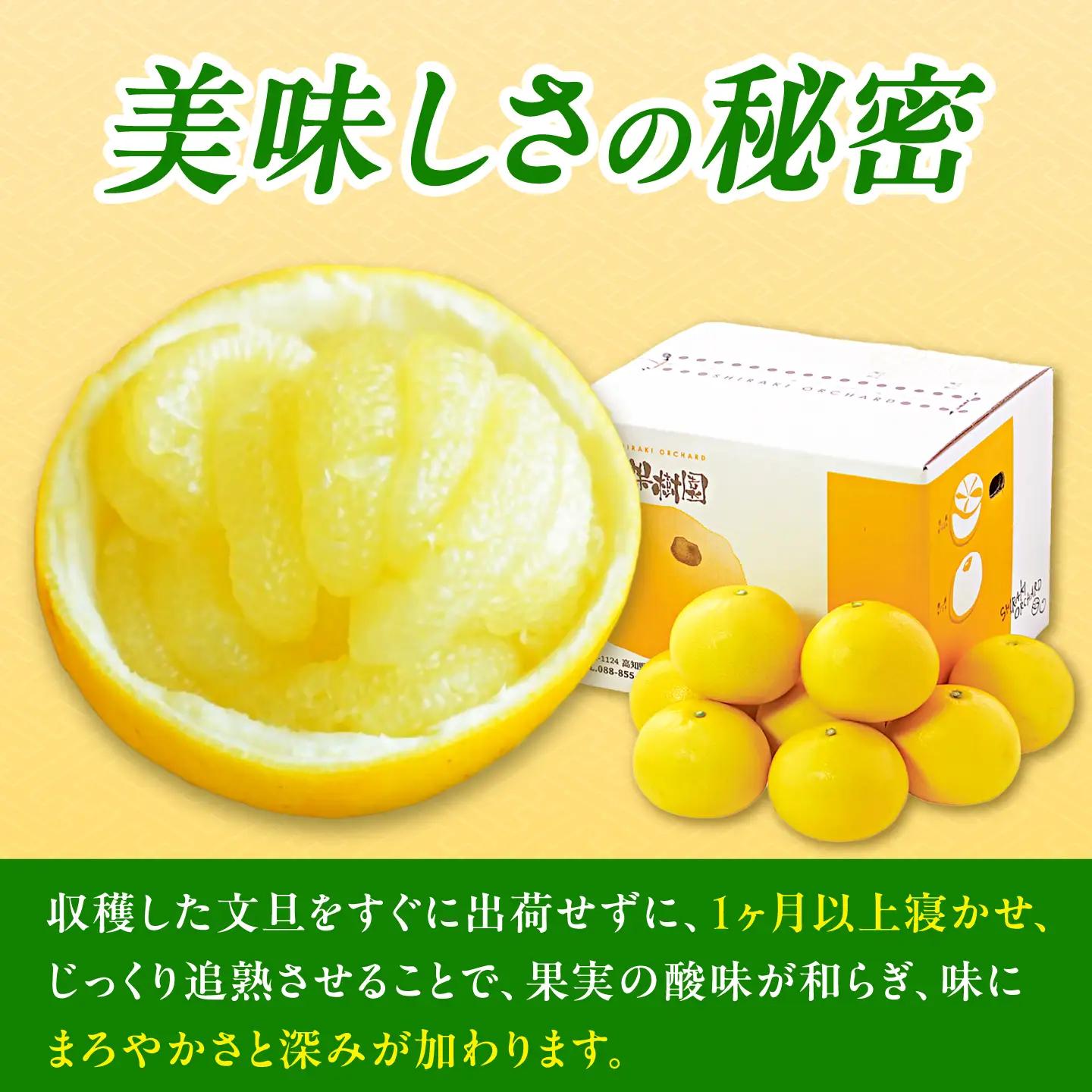 【先行予約】果樹園直送！土佐文旦 特選品贈答用（3L?4Lサイズ）約3kg（5個入り） 高知県土佐市 【株式会社SHIRAKI】 [BQAI002]