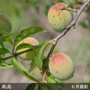 ＜すだ農園＞2年生 苗木◇ウメ(実梅) 南高[地掘苗 2022年] ※2023年11月中旬～2024年4月に順次発送予定 ※北海道、沖縄、離島への配送不可