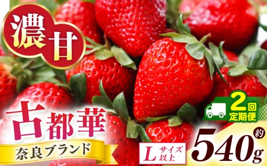 【 先行予約 】【 定期便 2回 】古都華 約540g （270g×2P）Lサイズ以上  | フルーツ くだもの 果物 いちご イチゴ ことか コトカ 古都華 苺 フレッシュ 果実 新鮮 ブランド苺 ストロベリー 冷蔵 希少 逸品  品種 旬 2月  産地直送 農家直送 お取り寄せ 送料無料 グルメ 芳醇な香り 西岡農園 奈良県 五條市