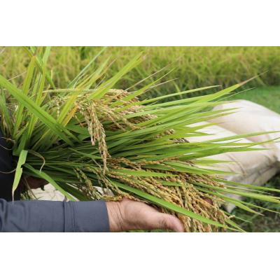 ふるさと納税 鳥取市 【2026年9月下旬〜発送予定】おいしい米食べ比べセットB |  | 02