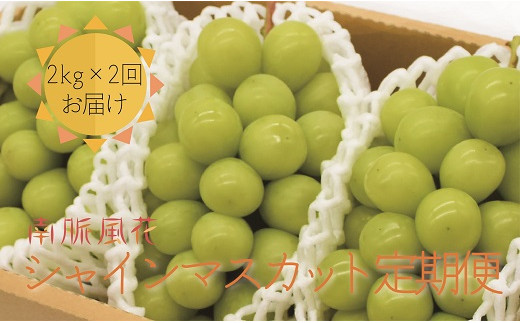 ＜2026年発送分先行予約＞シャインマスカット贅沢定期便 2kg × 2 回　 ALPAJ012