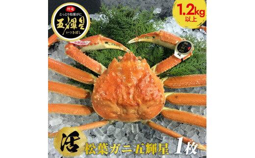 576.【活】鳥取ブランド　松葉ガニ　『五輝星』※2025年11月上旬～2026年3月下旬頃に順次発送予定※着日指定不可 313726_AL010VC01