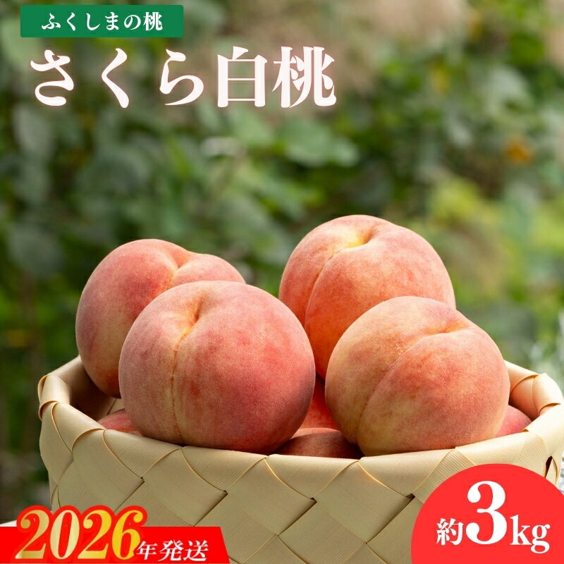 【ふるさと納税】No.2416もも 晩成種「さくら白桃」約3kg【2026年発送　先行予約】