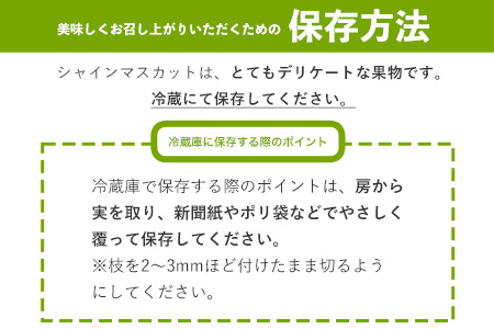 【秀品】先行予約 シャインマスカット 約500~600g (1房)  フルーツ 果物 送料無料 葡萄 ぶどう マスカット  鶴田農園 熊本県荒尾市産《8月下旬-9月下旬頃出荷》 美味しいシャインマスカ