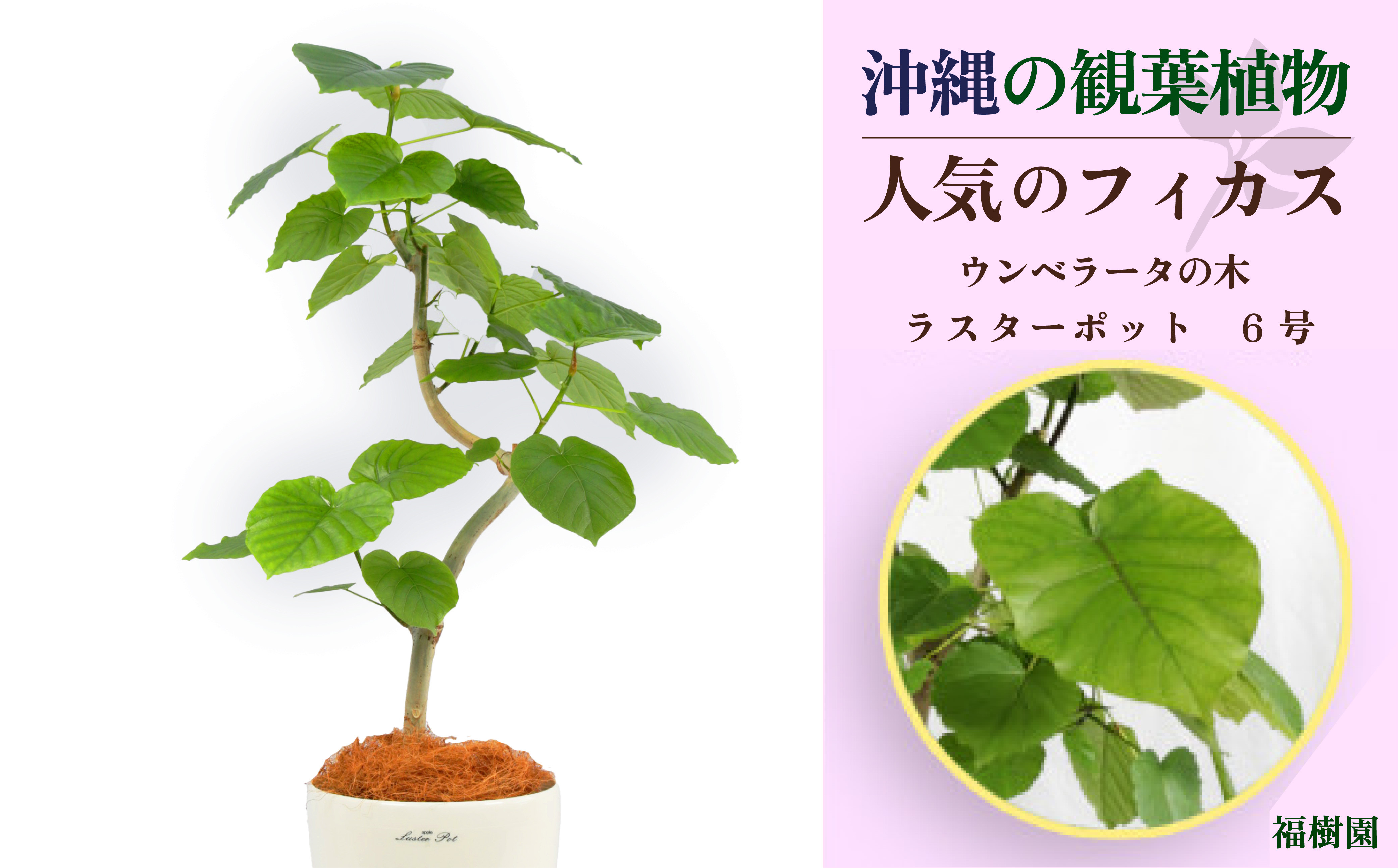 
沖縄の観葉植物 人気のフィカス ウンベラータ6号 ラスターポット
