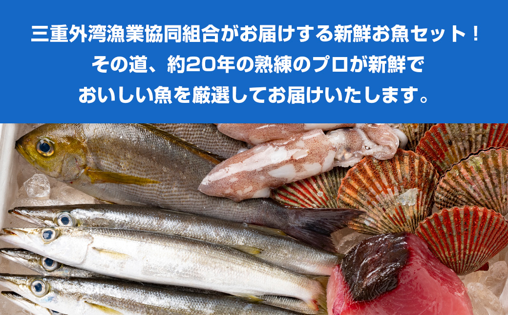 （冷蔵）漁協直送！　南伊勢町産　3〜5種　朝獲れ鮮魚セット／三重外湾漁業組合　お刺身　新鮮　詰合せ　おいしい　とれたて　旬　三重県　伊勢志摩