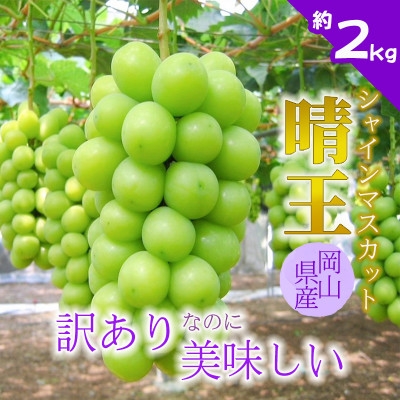 
                  ＜2026年発送＞訳あり!シャインマスカット晴王☆約2kg!8月中旬～順次発送＜人気の岡山産ぶどう＞_ 訳あり シャインマスカット ぶどう 2kg 葡萄 ブドウ マスカット 果物 くだもの フルーツ 人気 美味しい 岡山 家庭用 送料無料 【1378275】
                