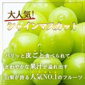 ＜2024年先行予約＞厳選!!池田青果のシャインマスカット1.5~1.6 kg 2 房~4 房 173-007