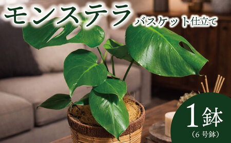 京都 モンステラ バスケット仕立て  植物 インテリア 観葉植物