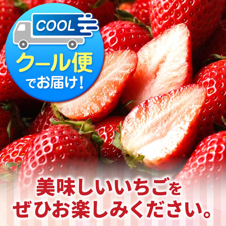 いちご 年内発送 初摘みとちあいか 500g以上【2026年12月先行予約】 | 苺 イチゴ 栃木県共通返礼品 真岡市産 栃木県矢板市