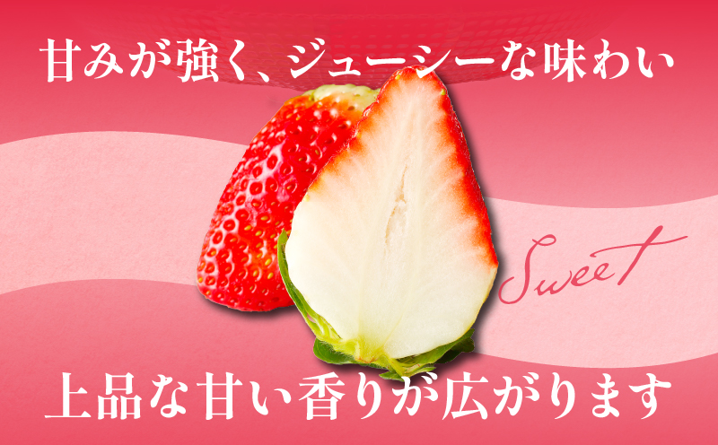 先行予約≪数量限定≫都農町産いちご「さがほのか」計1kg フルーツ 果物 デザート イチゴ 国産_T015-0011