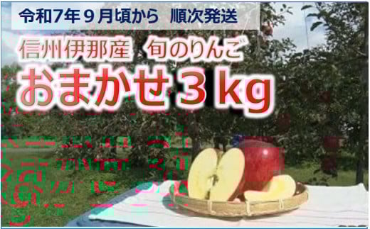 【010-19】令和7年9月ごろ～発送　信州の旬のりんごおまかせ3キロ（りんご・リンゴ・林檎）