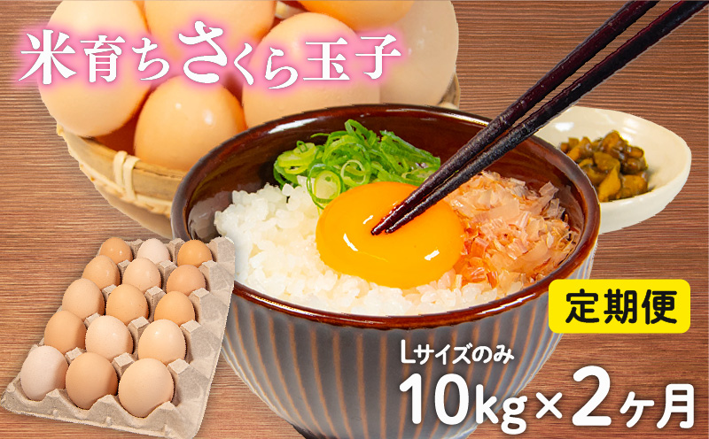 定期便 卵 10kg Lサイズ ( 割れ補償 5個 ) 約 150個 × 2回 2ヶ月 定期便 玉子 卵 たまご さくらたまご 卵 米育ち さくら 玉子 卵 タマゴ たまご