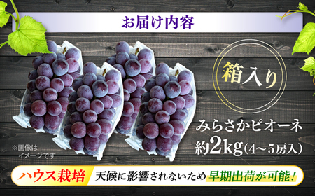 【先行予約】【7月中旬から8月上旬に順次発送】みらさかピオーネ（ハウス栽培）2kg 4から5房入 種無し ぶどう フルーツ ギフト ピオーネ 果物 三次市/みらさかピオーネ直売所[APBE002]