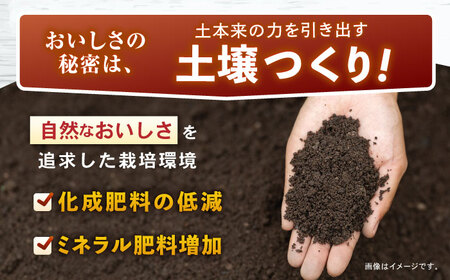 秋の実り詰合せ（アイユタカ・ニンジン）10kg / じゃがいも ジャガイモ ポテト 九州 あいゆたか アイユタカ にんじん ニンジン 人参 野菜 やさい / 諫早市 / スマイルファーム　[AHFG0