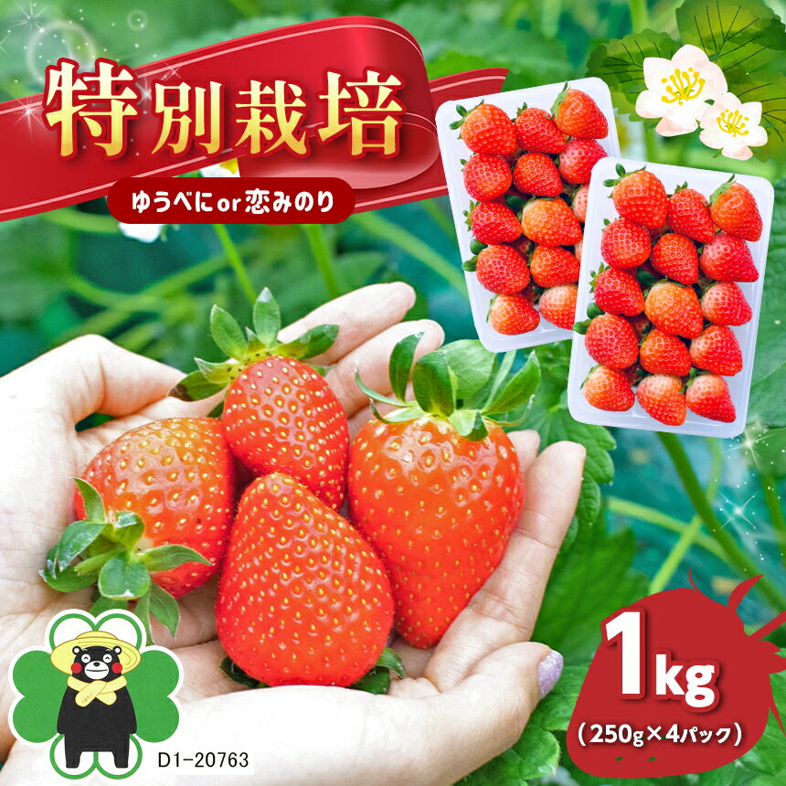 【ふるさと納税】果物 いちご 苺 イチゴ 恋みのり ゆうべに フルーツ 1,000g 特別栽培 1kg（250g×4パック） | 玉名 熊本 熊本県 生産者直送 送料無料