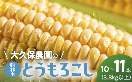 ＜先行予約＞ 朝採り とうもろこし 10本～11本 とうもろこし 冷蔵 糖度 フルーツ くらい 甘い 田原市 トウモロコシ コーン おやつ スイーツ コーンスープ にも 事前予約 旬 夏 初夏 野菜 やさい