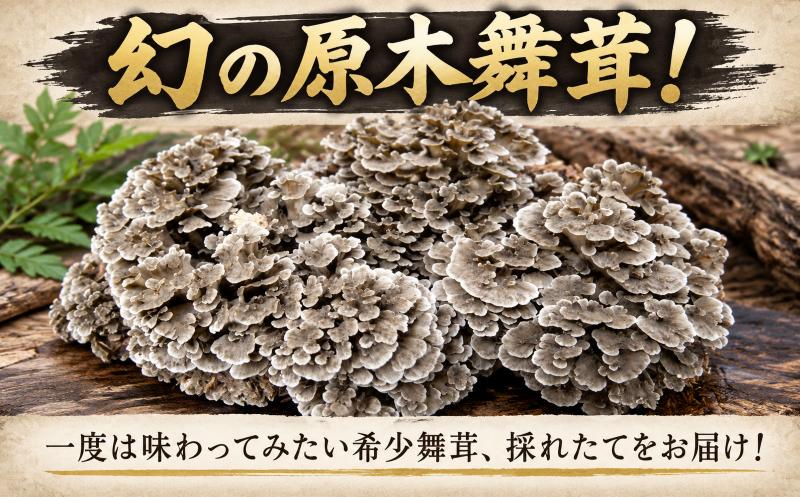 
                  【先行予約】 マイタケ 1kg 1.5kg 舞茸 まいたけ 原木舞茸 希少 幻 肉厚 きのこ ステーキ 生まいたけ 生マイタケ だし 焼きまいたけ 炭火 鍋 焼肉 バーベキュー 味噌汁 スープ 野菜 新鮮 旬 食べ応え うまみ 獲れたて 原木 徳島県 三好市 みよし
                