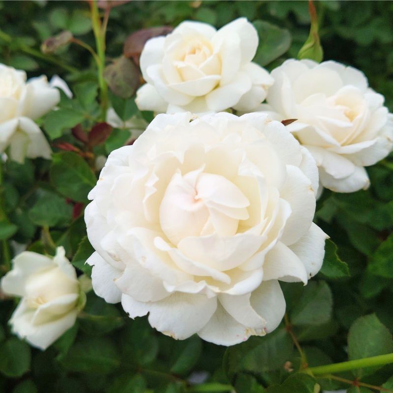 【ふるさと納税】【Apple Roses】 バラ苗 『モーニング・ベルズ』 新苗育成苗6号ポット植え [52210949] 　お届け：2025年7月1日～2025年12月31日まで