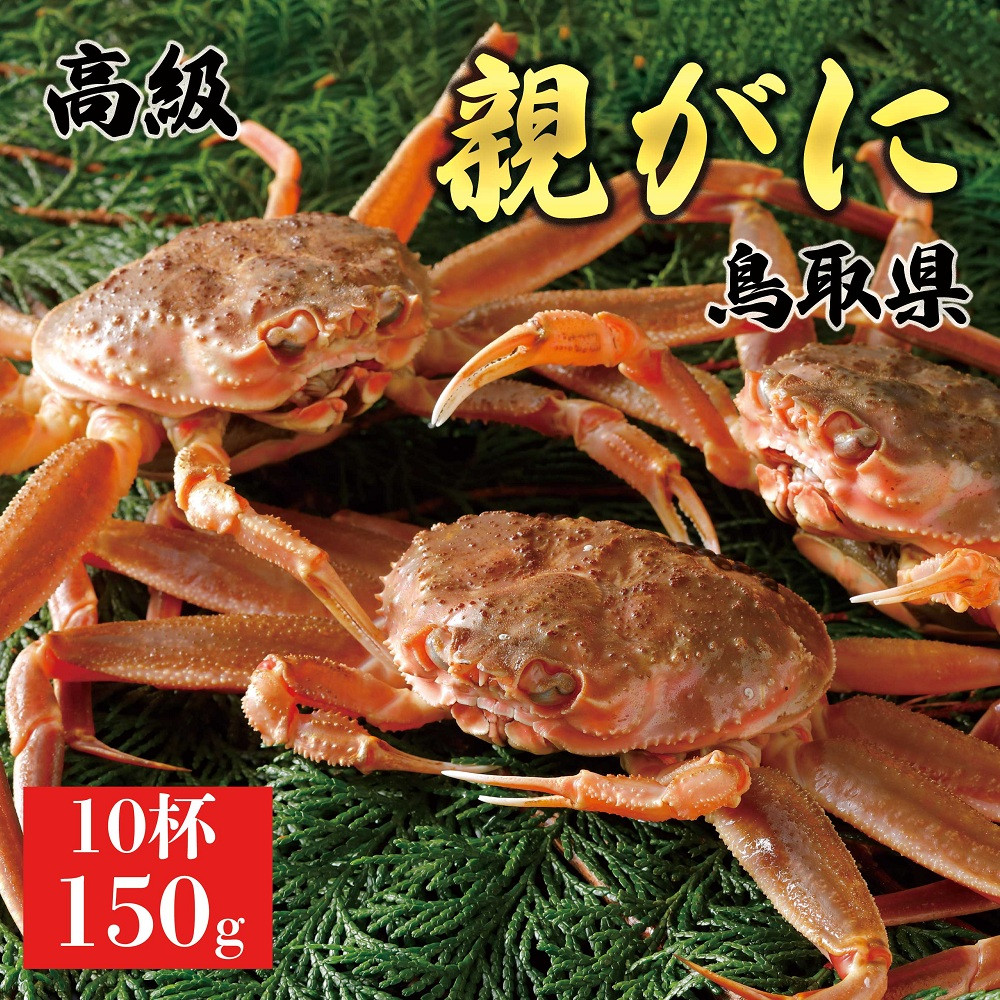 1064.【2025年11月発送】鳥取県産 特撰 親がに 姿【セコガニ】（なま）150g　10杯 313726_BS060