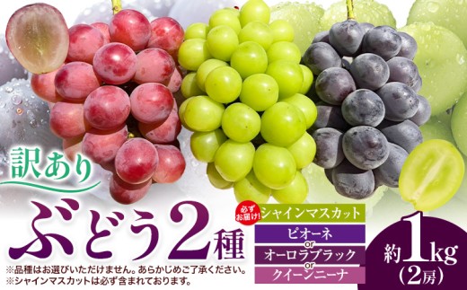 訳あり ぶどう 2種 セット 約1kg ( 2房 ) シャインマスカット ＋ ピオーネ or クイーンニーナ or オーロラブラック 株式会社日本植生グループ本社 NISSHOKU FARM《9月下旬-12月末頃出荷》ブドウ 浅口市 【配送不可地域あり】 (離島)