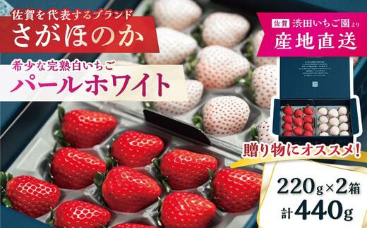 
【先行予約｜渋田いちご園】佐賀県佐賀市産 さがほのか&パールホワイト 440g（220g×各種1パック）
