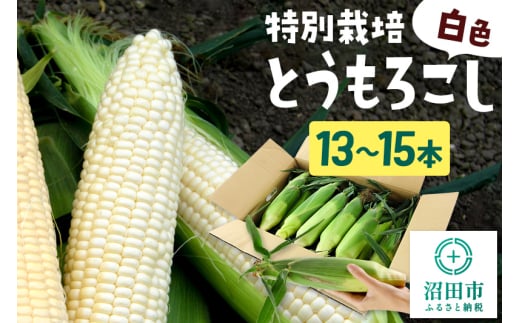 《7月下旬～9月中旬発送》沼田市産 特別栽培のとうもろこし 13～15本 白色 ホイップコーンまたはロイシーコーン