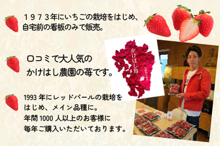 【大粒厳選】プレミアムいちご レッドパール 5粒（果物 フルーツ イチゴ 苺 いちご 大粒 大玉 贈答用 プレゼント 2026 期間限定）