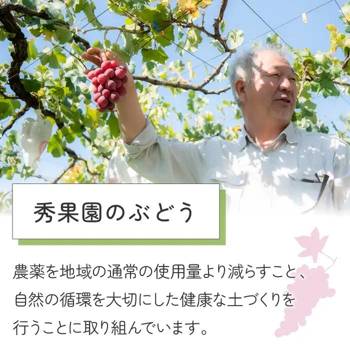 【秀果園】ぶどう農家のセミドライぶどうミックス500g ×1袋｜巨峰、シャインマスカット、ナガノパープルなど レーズン ドライフルーツ 無添加 砂糖不使用