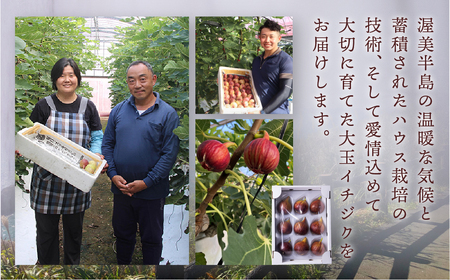 先行予約 完熟 いちじく［極］ 2箱セット 2026年6月～10月お届け いちじく イチジク フルーツ 果物
