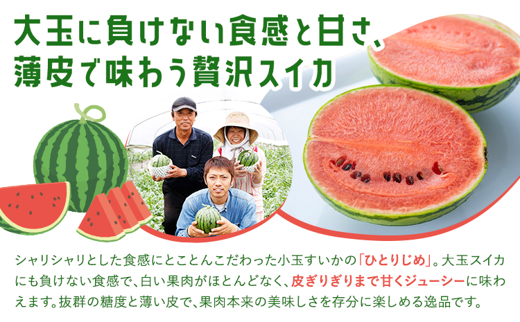 小玉スイカ 3玉【養生市場】 ひとりじめ 果物 フルーツ スイカ 西瓜 九州産 熊本県産 送料無料《2026年4月中旬-5月中旬頃出荷予定》【先行予約】---003-1580---