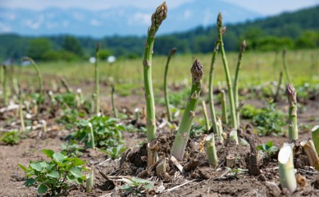 ≪令和７年産予約受付！≫おおとり　野菜の定期便（４回）アスパラ あすぱら とうもろこし とうきび じゃがいも 芋 イモ いも カボチャ 南瓜 旬 旬の野菜 定期配送[053-06]