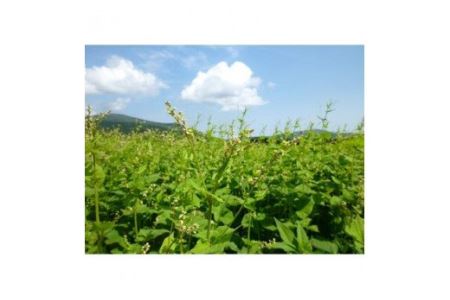 北海道雄武町産　韃靼そばお試しセット(満天きらり720ml　韃靼そば乾麺200g×3)【04104】