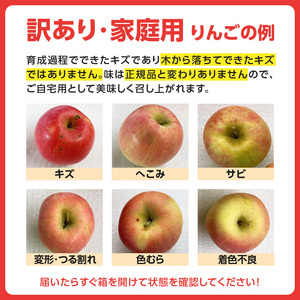 《先行予約》【2月発送予定】 訳あり 家庭用サンふじ約10kg　【大江町産・山形りんご・大地農産】 028-032