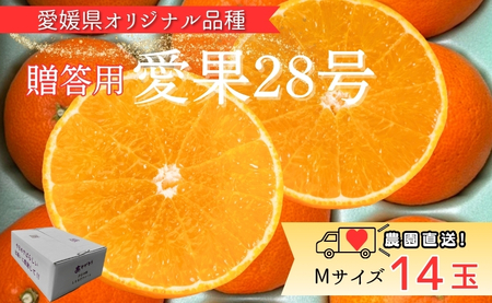 【2026年先行予約】 みかん 愛果28号 Mサイズ 14玉 贈答用 紅まどんなと同一品種 農園直送 【2026年11月中旬から順次発送予定】 愛媛 数量限定 愛媛県産 人気 柑橘 伊予市｜B530