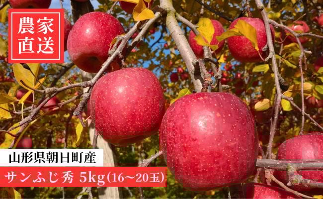 
            ＜ 先行予約 ＞ りんご サンふじ 秀 5kg 16～20玉 【2025年12月上旬発送】 農家直送 山形県 朝日町産 山形県産 特産 果物 フルーツ リンゴ 林檎 産地直送 秋 冬
          