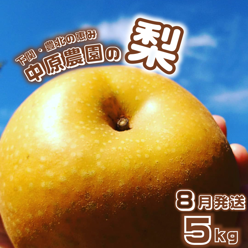 梨 5kg 8月