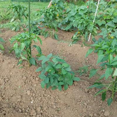 ふるさと納税 飯田市 【発送月固定定期便】旬の野菜セット詰め合わせ　Mサイズ 2〜3人分全3回 |  | 03