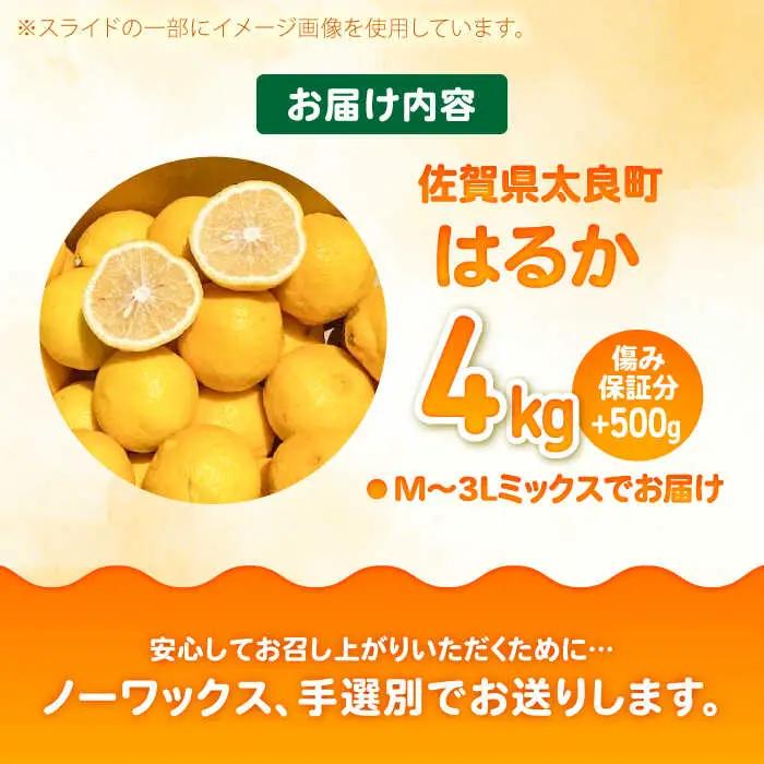 【2027年2月以降発送】はるか 計4.5kg（4kg＋500g傷み保証分）　M-3Lサイズ / 佐賀県 / 山本農園 [41ATBT006]