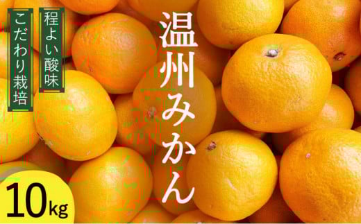 【2025年12月中旬～発送】温州みかん 10kg（2S～2L込）  / みかん ミカン みかん ミカン ミカン 蜜柑 柑橘 フルーツ 果物 / 南島原市 / 日野江 [SCY002]