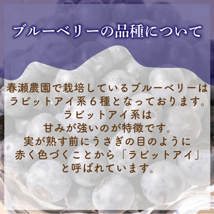 ブルーベリー 冷凍 750g 2025年7月より順次発送 ブルーベリー ブルーベリー ブルーベリー ブルーベリー ブルーベリー ブルーベリー  KY001