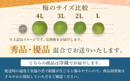 【2026年6月上旬以降発送】紀州南高梅(完熟梅) 2kg〈大粒/3Lサイズ〉