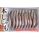 【ふるさと納税】北海道産ししゃも LL 20尾セット　魚貝類・ししゃも・魚介類・干物・11月のおすすめ