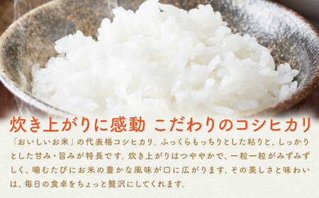 米 お米 コシヒカリ 5kg 令和7年産 江戸屋農産株式会社《30日以内に出荷予定(土日祝除く)》 栃木県産 コメ 米 こしひかり コシヒカリ5kg 5キロ【栃木県共通返礼品】