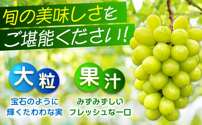 沼隈ぶどう シャインマスカット 2025年先行予約 数量限定 期間限定 ブドウ 葡萄 種なし シャインマスカット 果物 フルーツ
