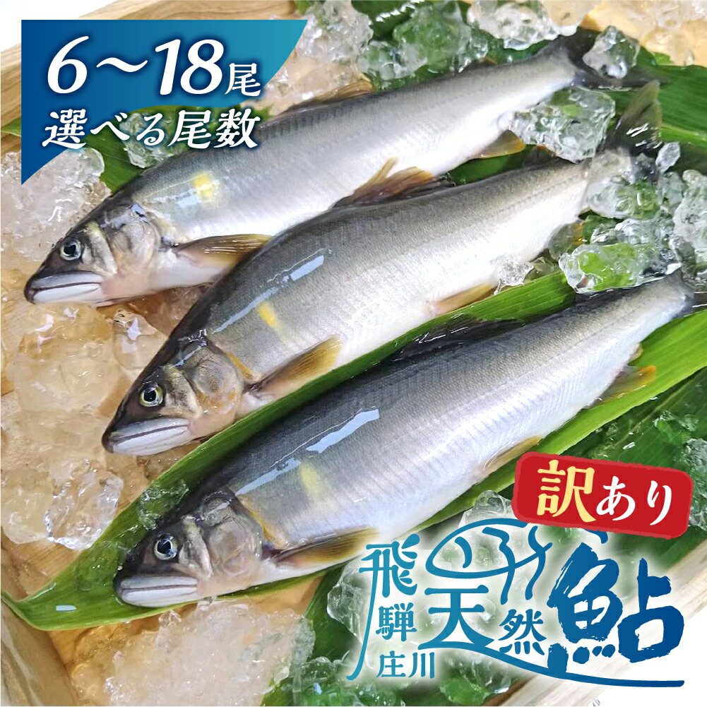 【ふるさと納税】尾数が選べる 白川村産 飛騨庄川の天然鮎 6尾 8尾 12尾 18尾 18cm以上 訳あり 訳アリ 鮎 天然 あゆ 魚 川魚 岐阜県 白川郷 世界遺産 塩焼き BBQ 10000円 15000円 20000円 30000円