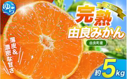 【先行予約】薄皮で濃い甘さ！完熟由良みかん【こつぶ】5kg×1箱（2Sサイズ）和歌山県由良産※2025年11月下旬頃から順次発送予定(お届け日指定不可) / 柑橘 ミカン 蜜柑 甘い 由良町 フルーツ 果物 くだもの 食品 人気 おすすめ 産地直送 由良町【ktym005】