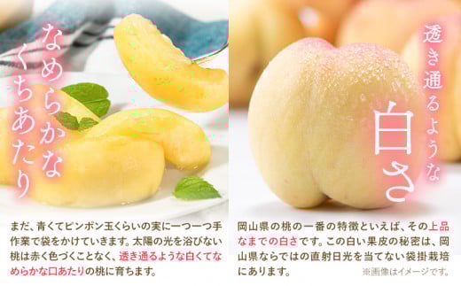 【2026年発送先行予約】桃 岡山県産 岡山の桃 約4kg 《2026年6月下旬-9月上旬頃出荷》 ご家庭用 訳あり 白桃 岡山 白桃 はくとう スイーツ フルーツ 果物 デザート 旬 岡山県 矢掛町