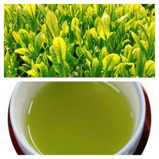 №1020 深蒸し茶　大滝みどり
